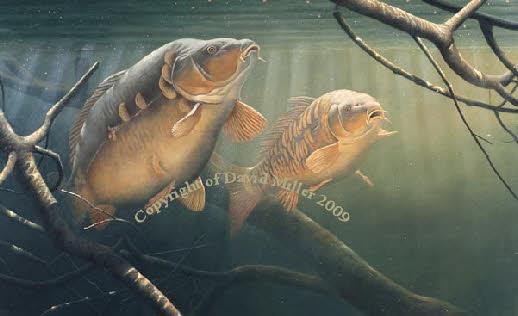 shut up and...FISH - wp5ac9d5a60f.jpg